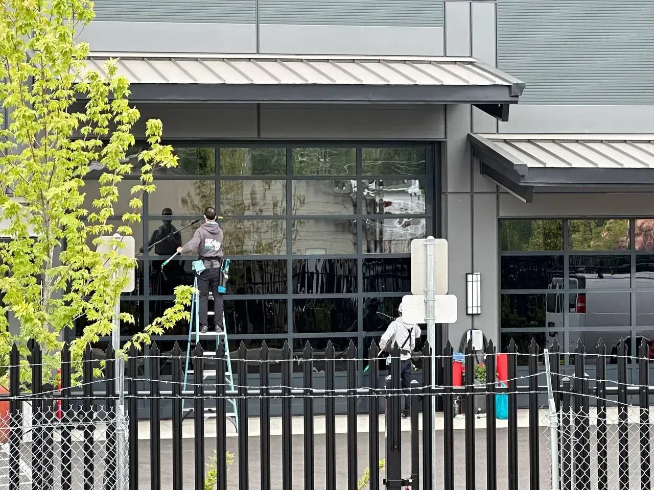 Person washing windows of a modern building, using a ladder. Metal fence and tree in the foreground.