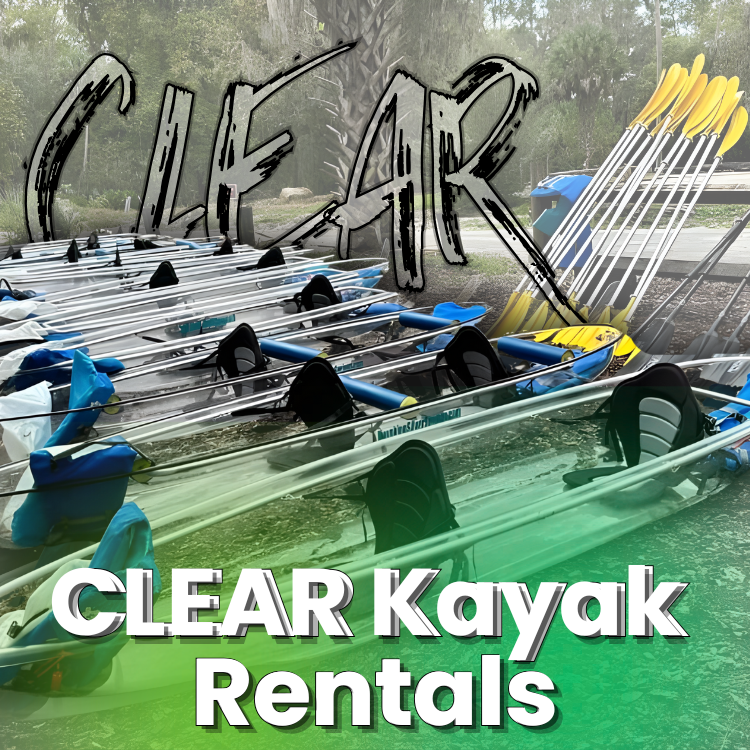 Clear kayaks lined up for rental, with paddles;