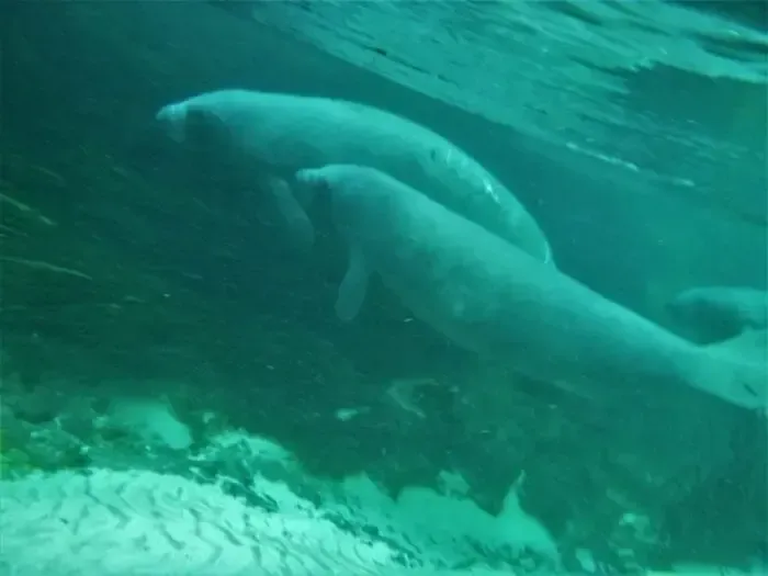 Two manatees swim underwater in turquoise water.