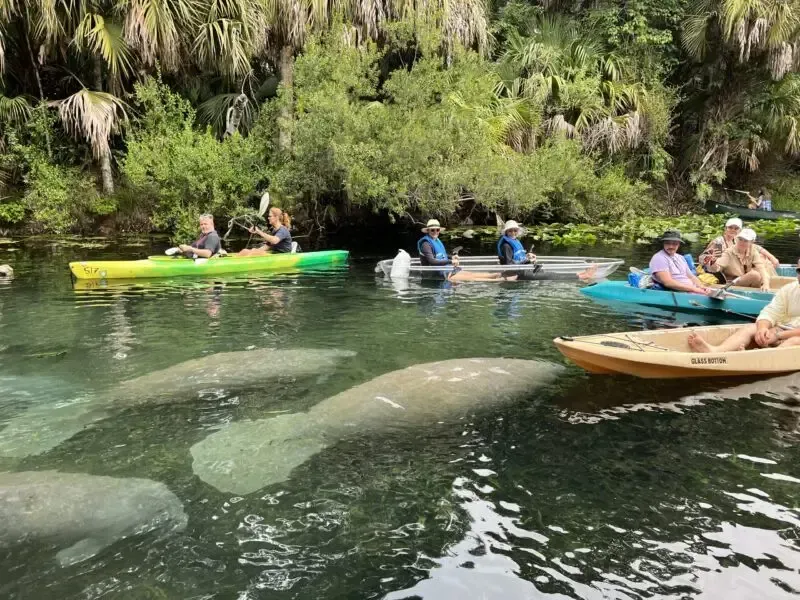 Kayakers with manatees in a clear, green-tinted river. Trees and foliage line the banks.