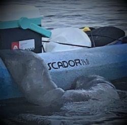 Kayak in water with gear and a submerged animal.