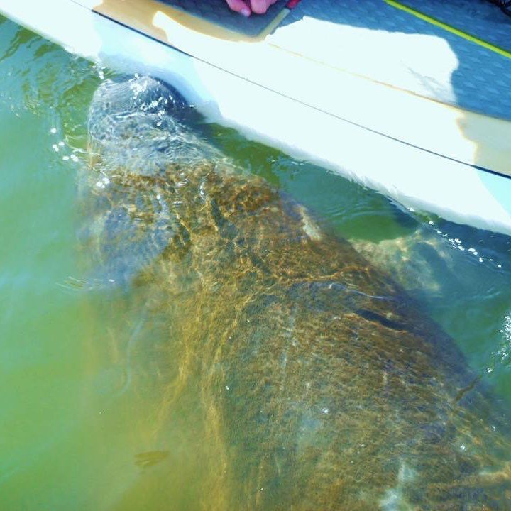 Manatee surfacing near a paddleboard. Clear water, brown body.