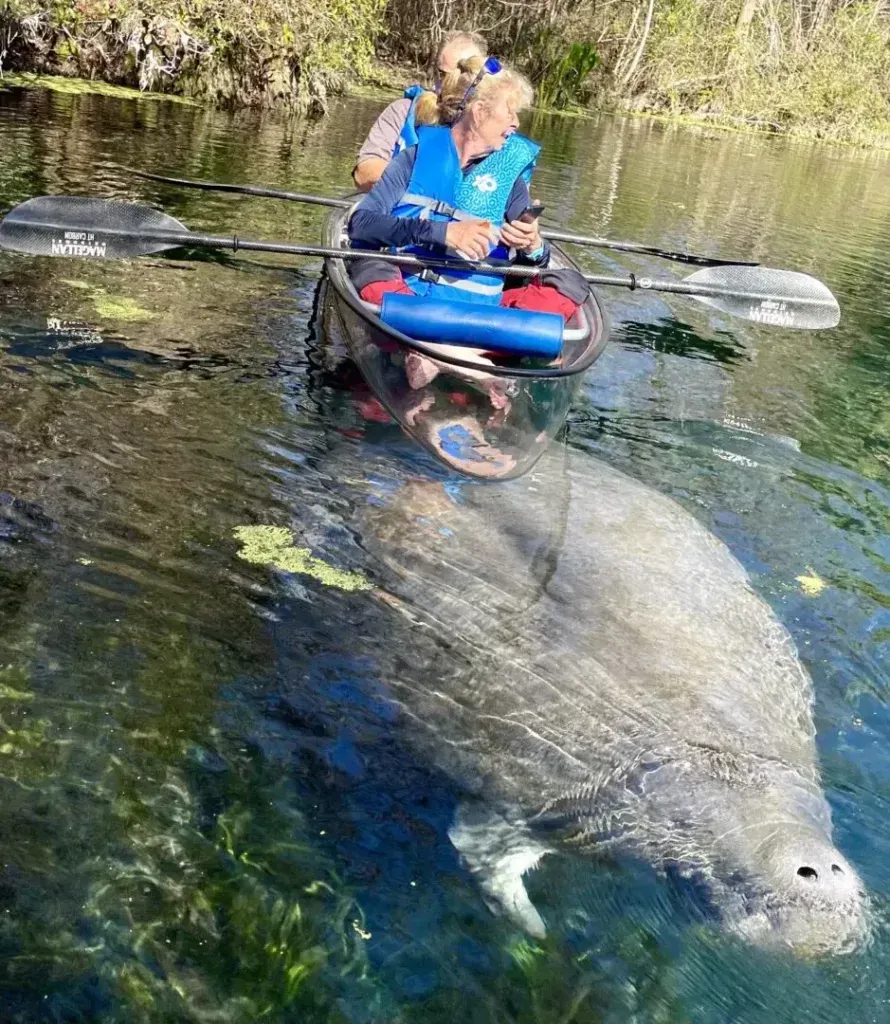 Person kayaks near a large manatee in clear, green water.