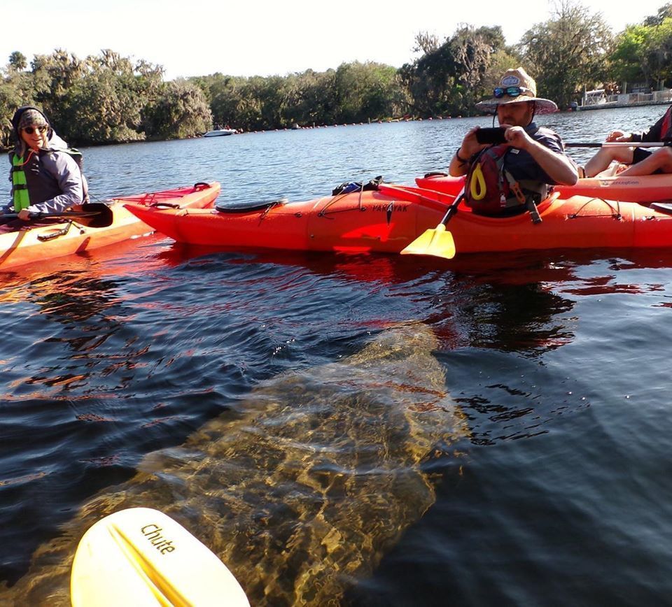 Kayakers on a lake, possibly observing a submerged manatee. Orange kayaks, sunny day, clear water.