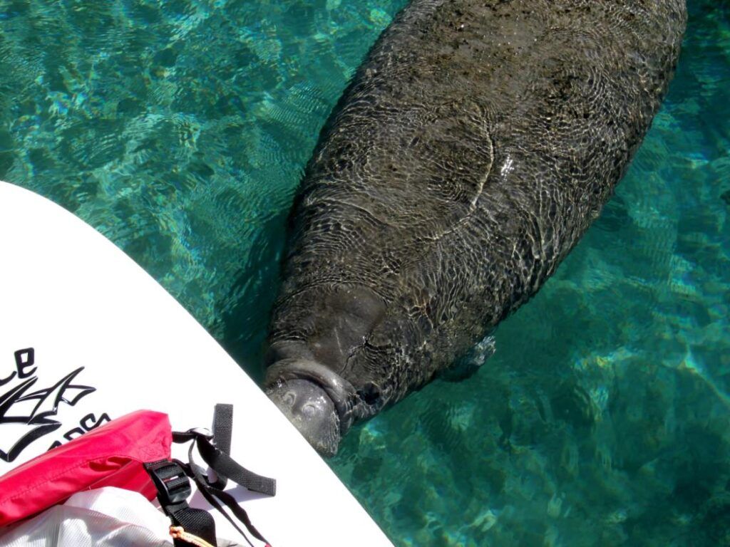 Manatee near a white paddleboard in clear, blue-green water.