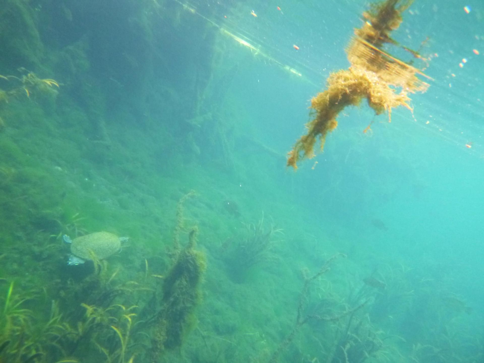 Underwater view of clear turquoise water with seaweed and floating debris.