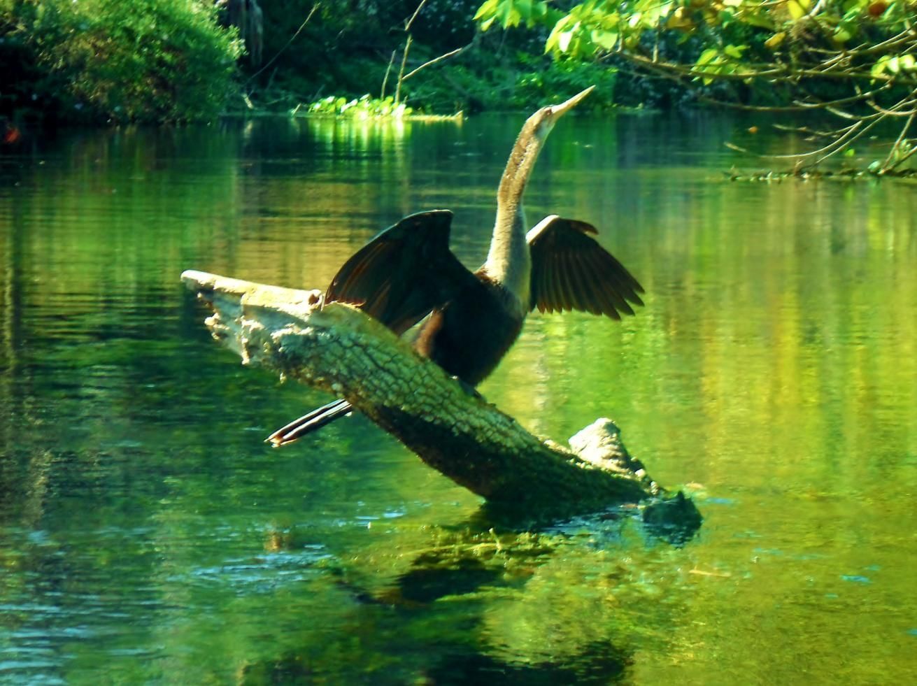 Anhinga with wings spread on a log in a green-tinted river.