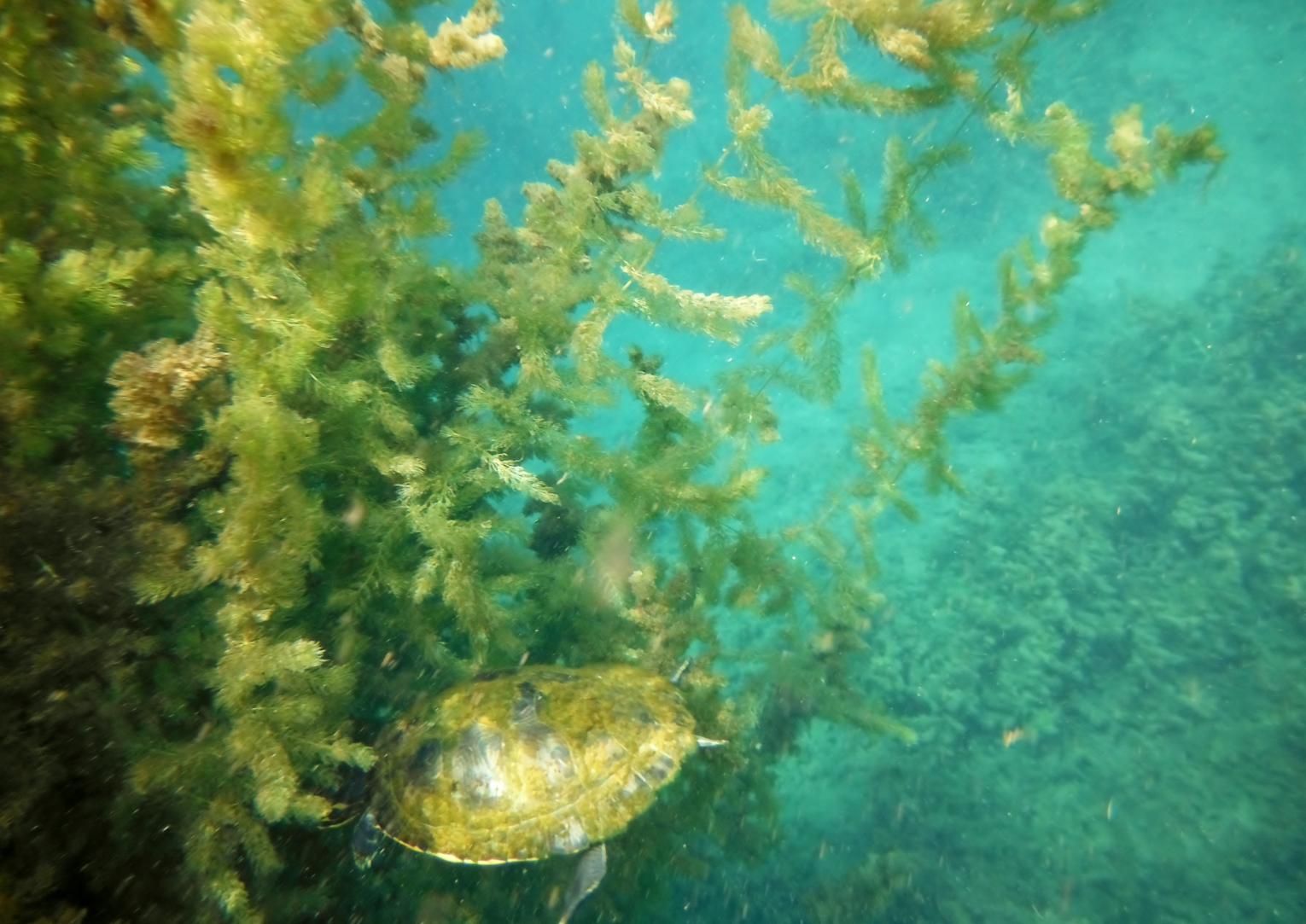Sea turtle swimming underwater among green seaweed.
