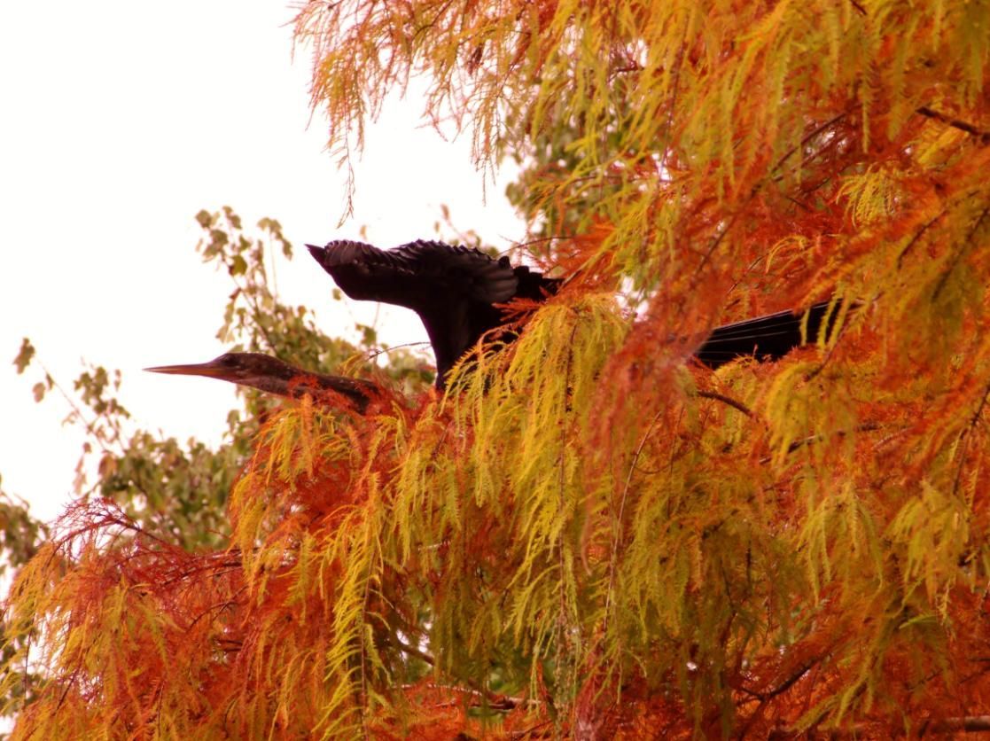Birds perched in a tree with orange and yellow foliage.