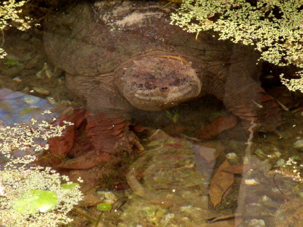 Snapping turtle submerged in murky water, partially obscured by green plants and leaves.