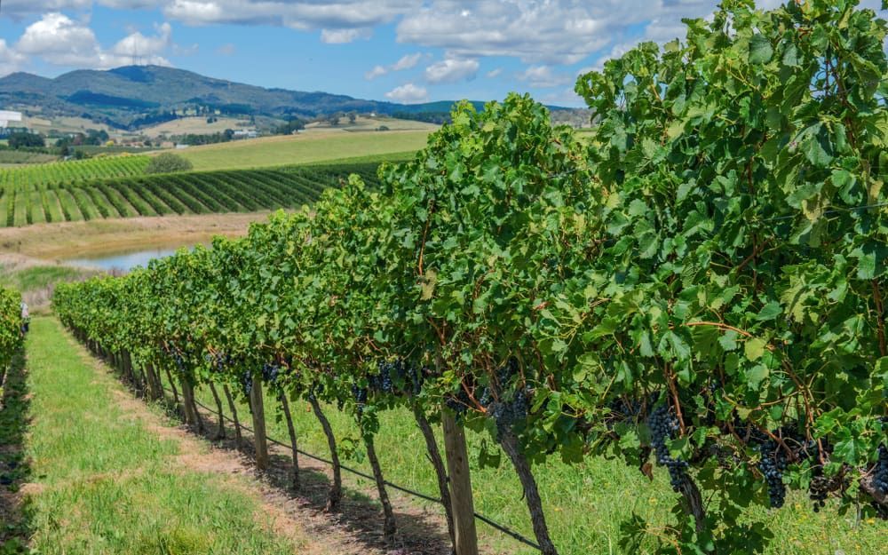 A Vineyard With Green Grapevines — CTE Systems In Hallidays Point, NSW