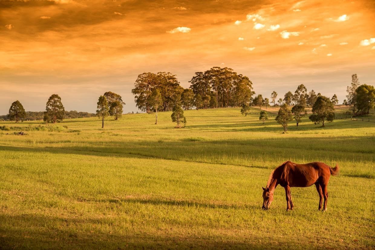 A Horse Eats Grass in a Field — CTE Systems In Taree, NSW