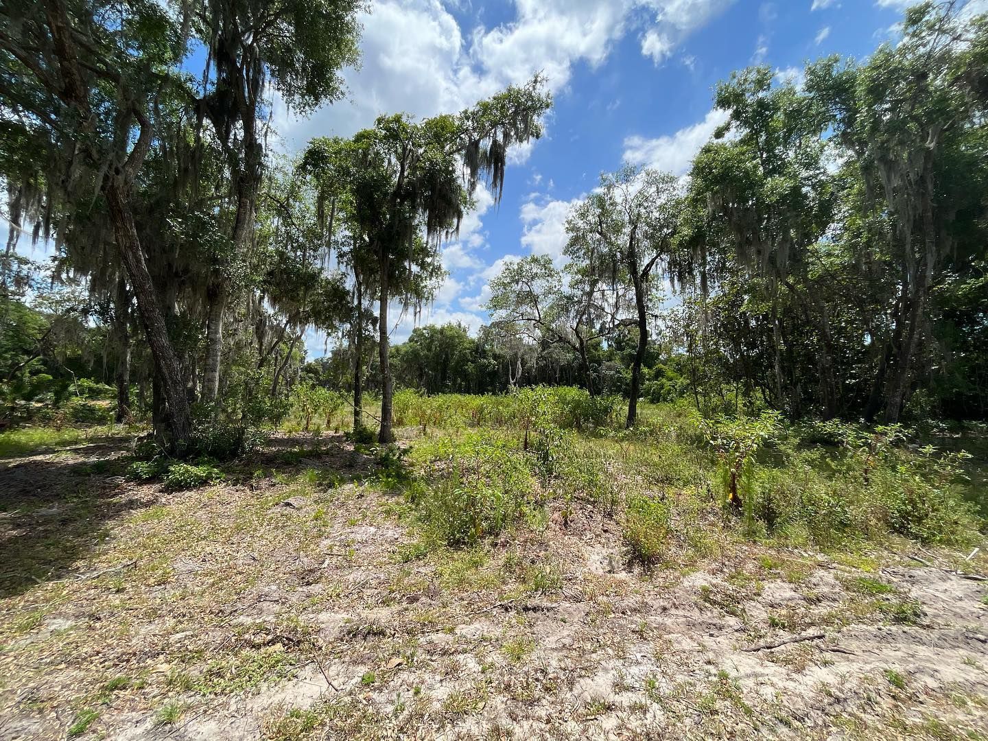 undergrowth and brush Florida forest