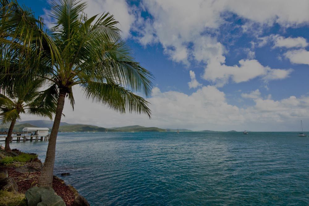 A Palm Tree is Standing Next to a Body of Water — Airlie Beach Exhaust and Mechanical In Airlie Beach, QLD