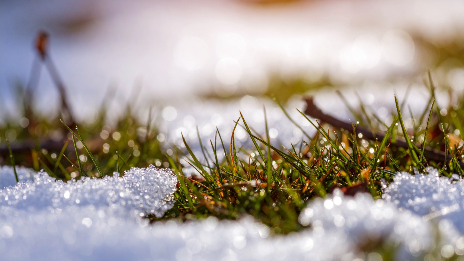 Snow melting on grass lawn in Michigan during late winter