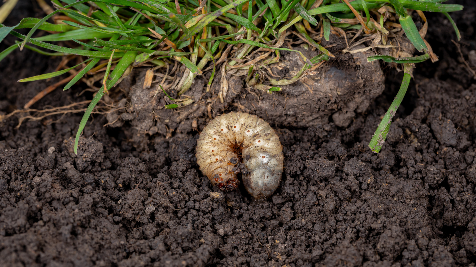 Grub damage causing brown patches in Michigan lawn