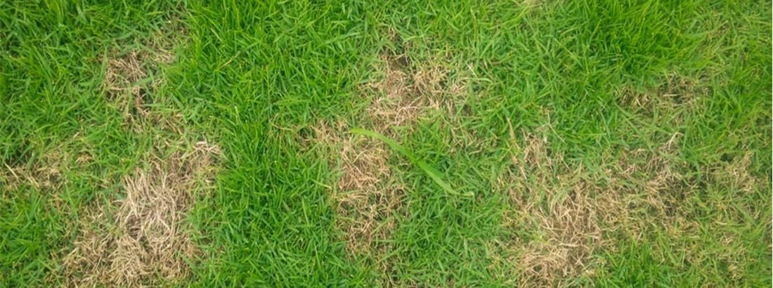 lawn