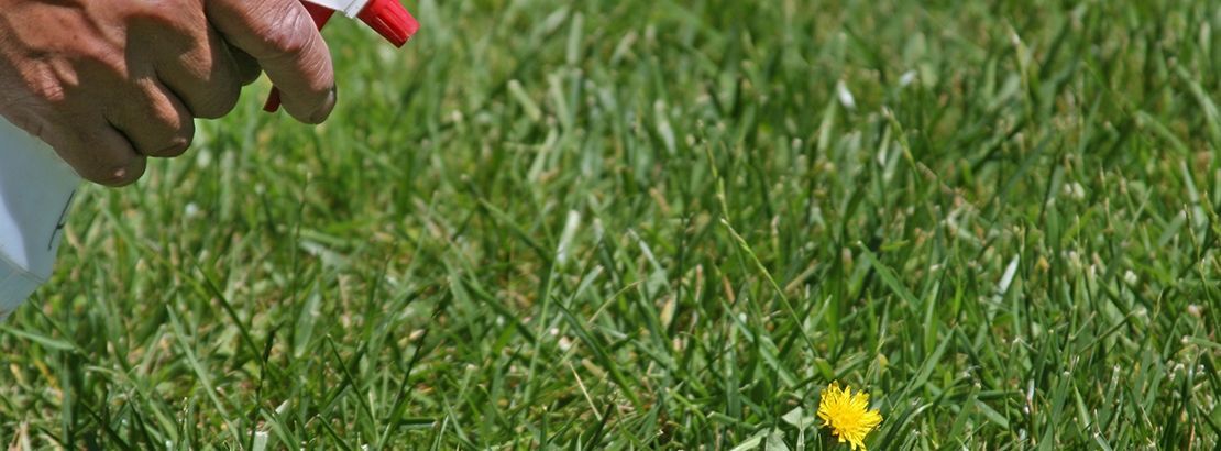 Natural Weed Killers