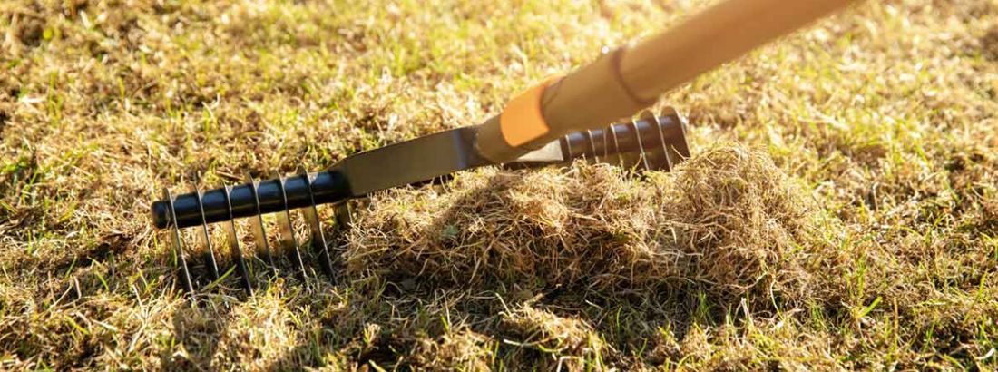 Maintaining a healthy lawn
