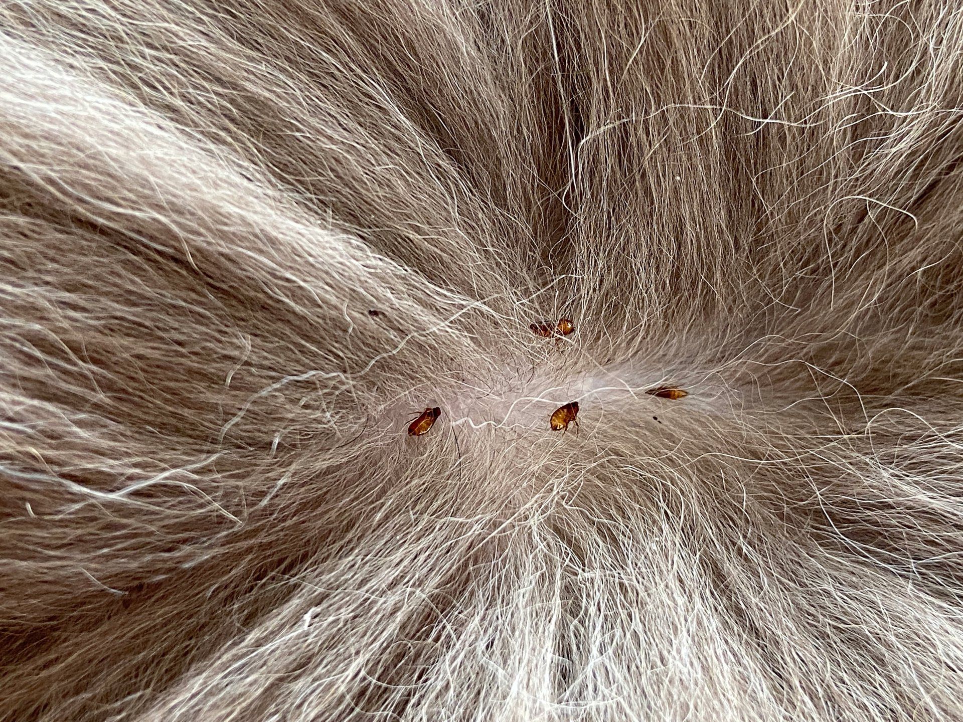 fleas on pets