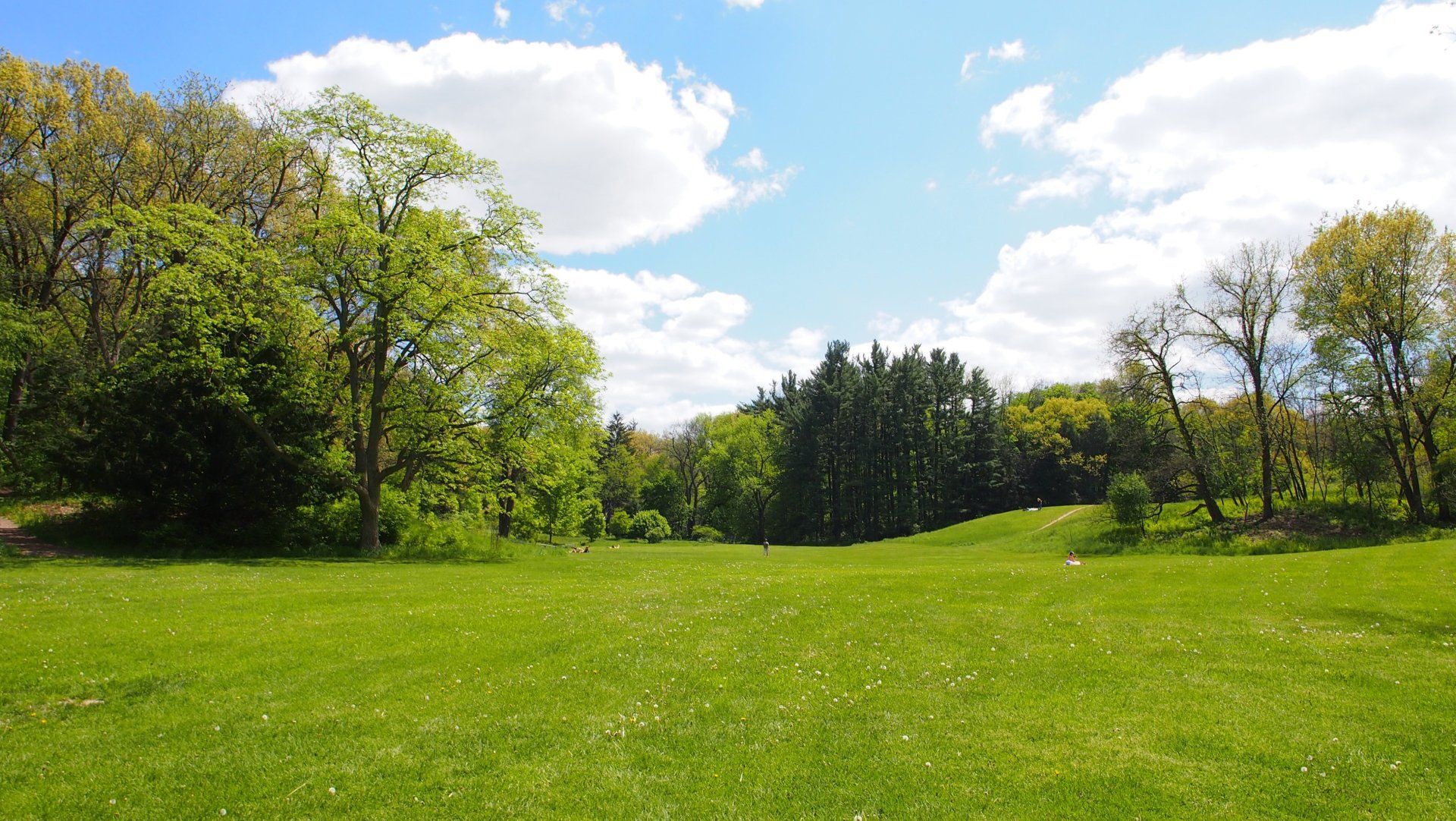 Green meadow with trees under a blue sky with fluffy clouds.