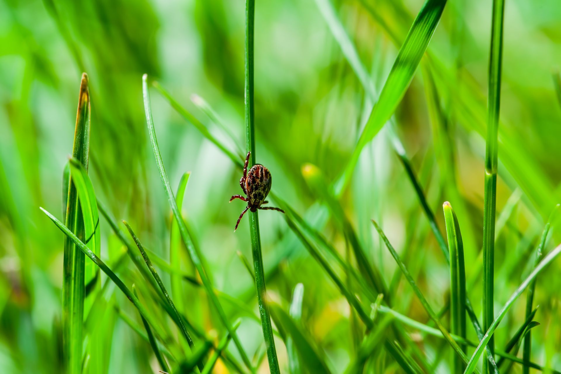 A tick clinging to a blade of green grass, ready to attach to a host.