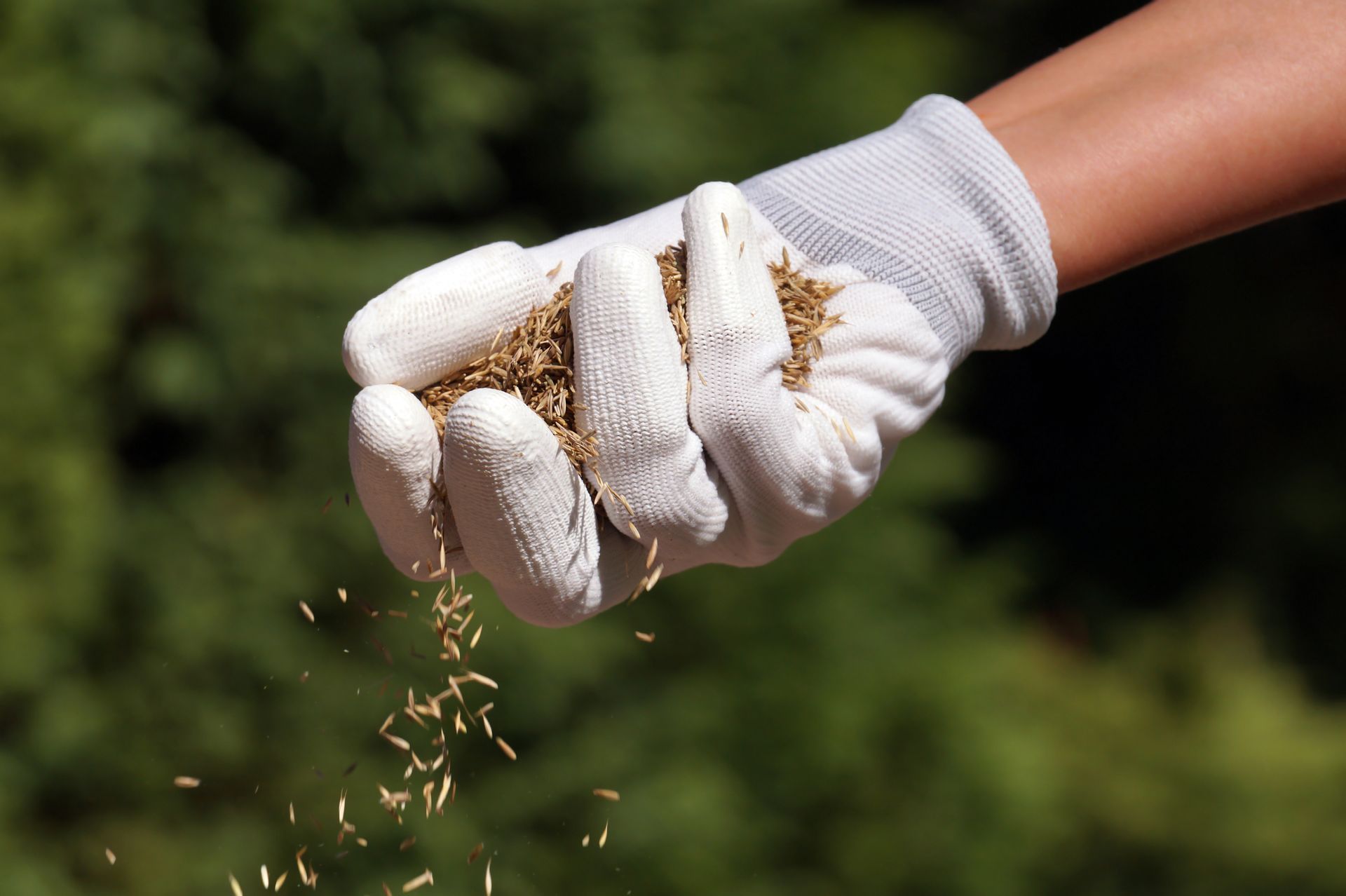 A person wearing white gloves is holding a pile of seeds