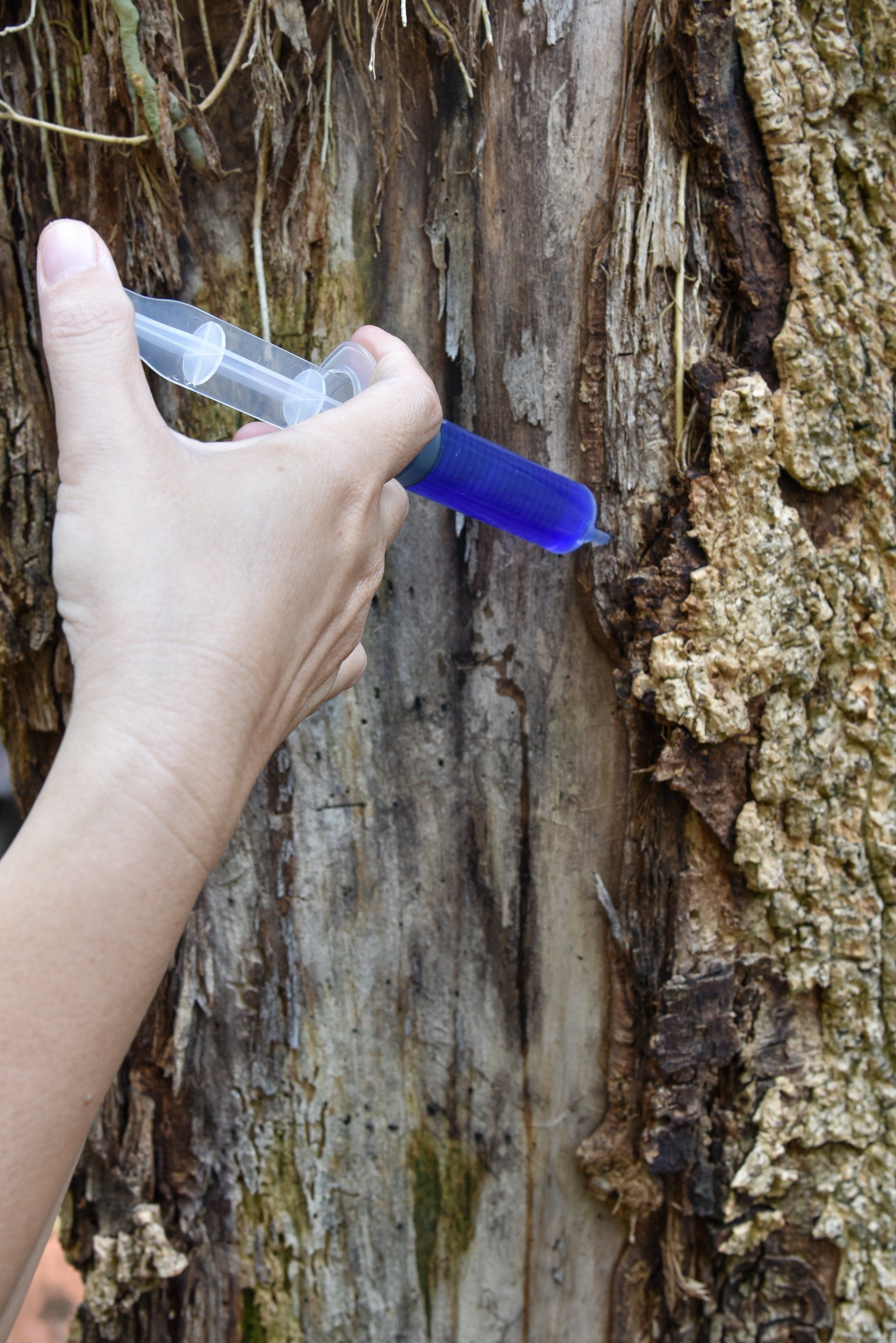 tree fertilization & injection