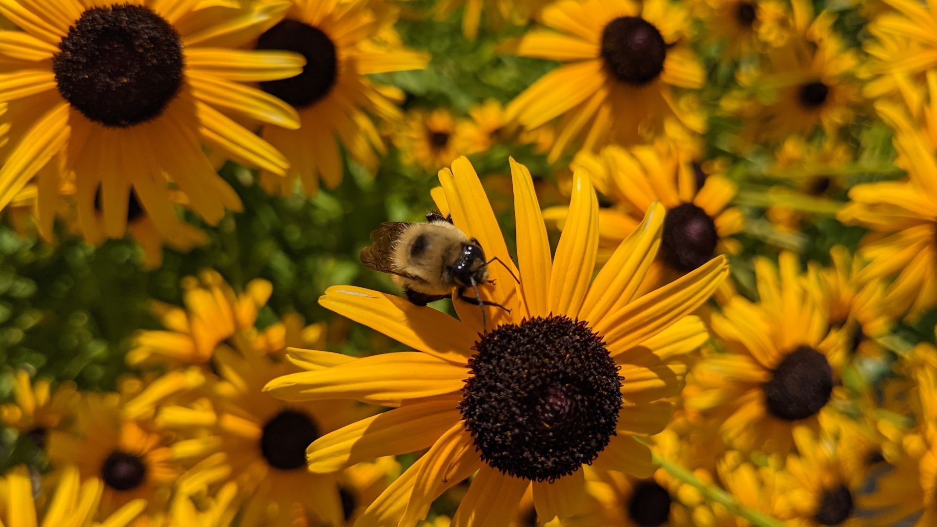 A bee is sitting on top of a yellow flower.