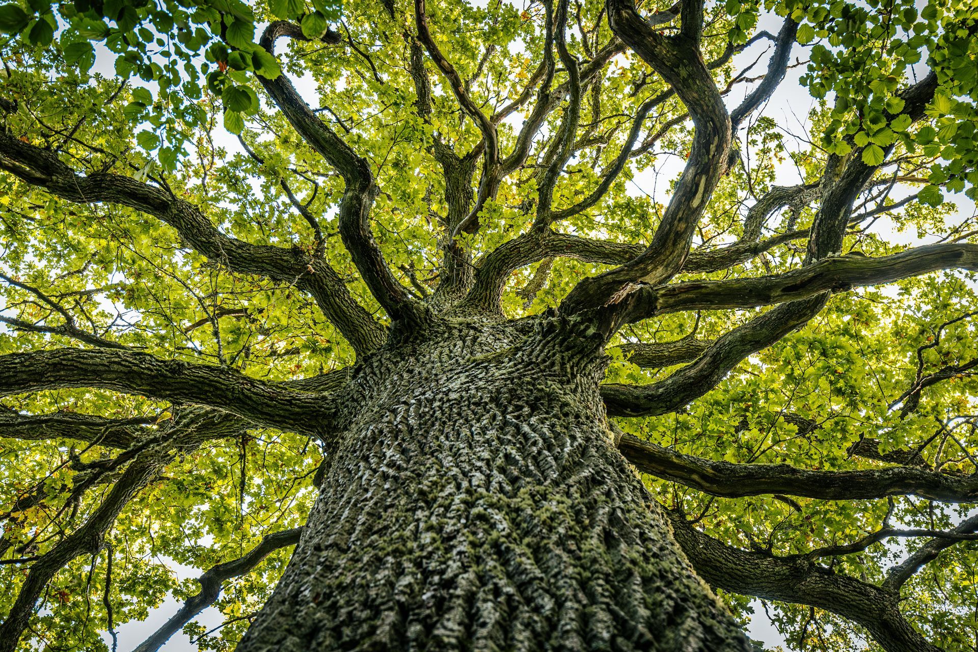 Looking up at a tree with lots of branches and leaves.