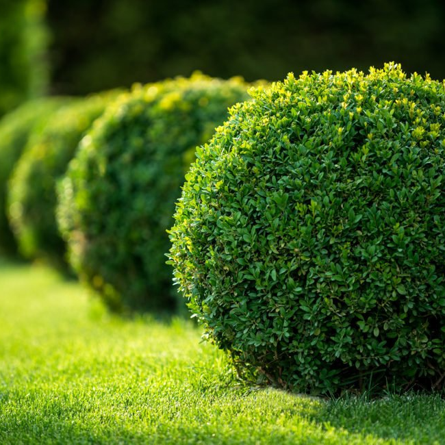 Row of perfectly trimmed, spherical green bushes on a grassy lawn.