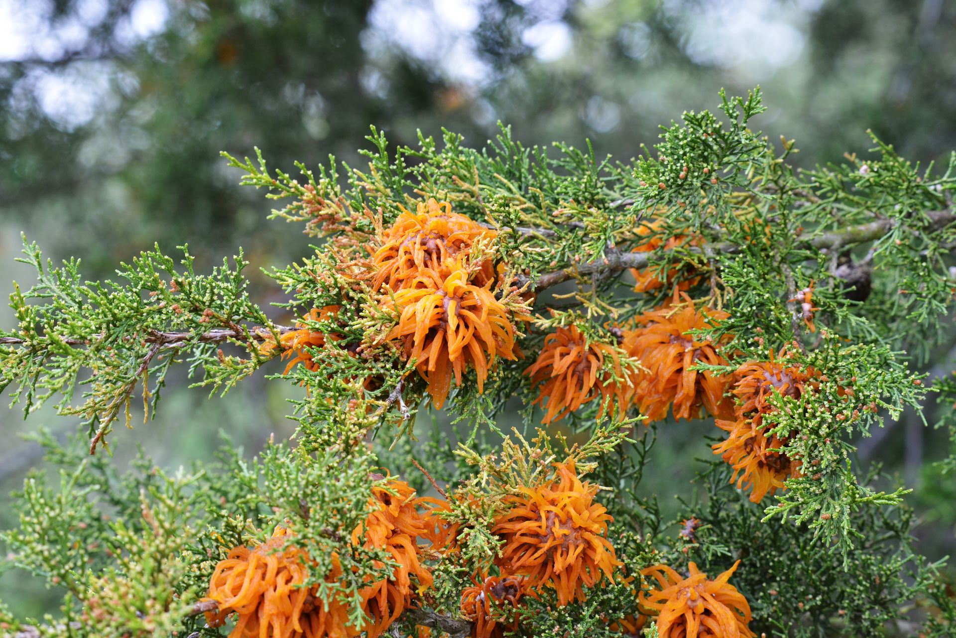 A close up of a tree branch with orange flowers and green leaves.