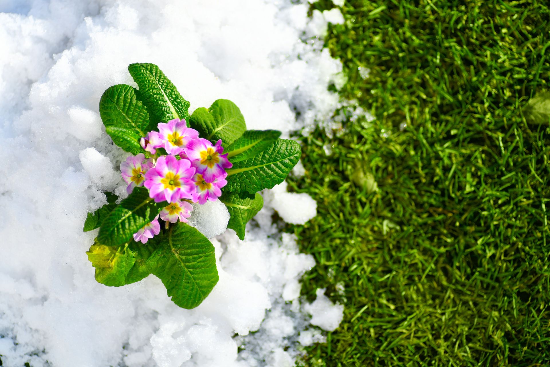 How to Prevent Weeds in Flower Beds during Winter in Michigan, image size:1920x1280