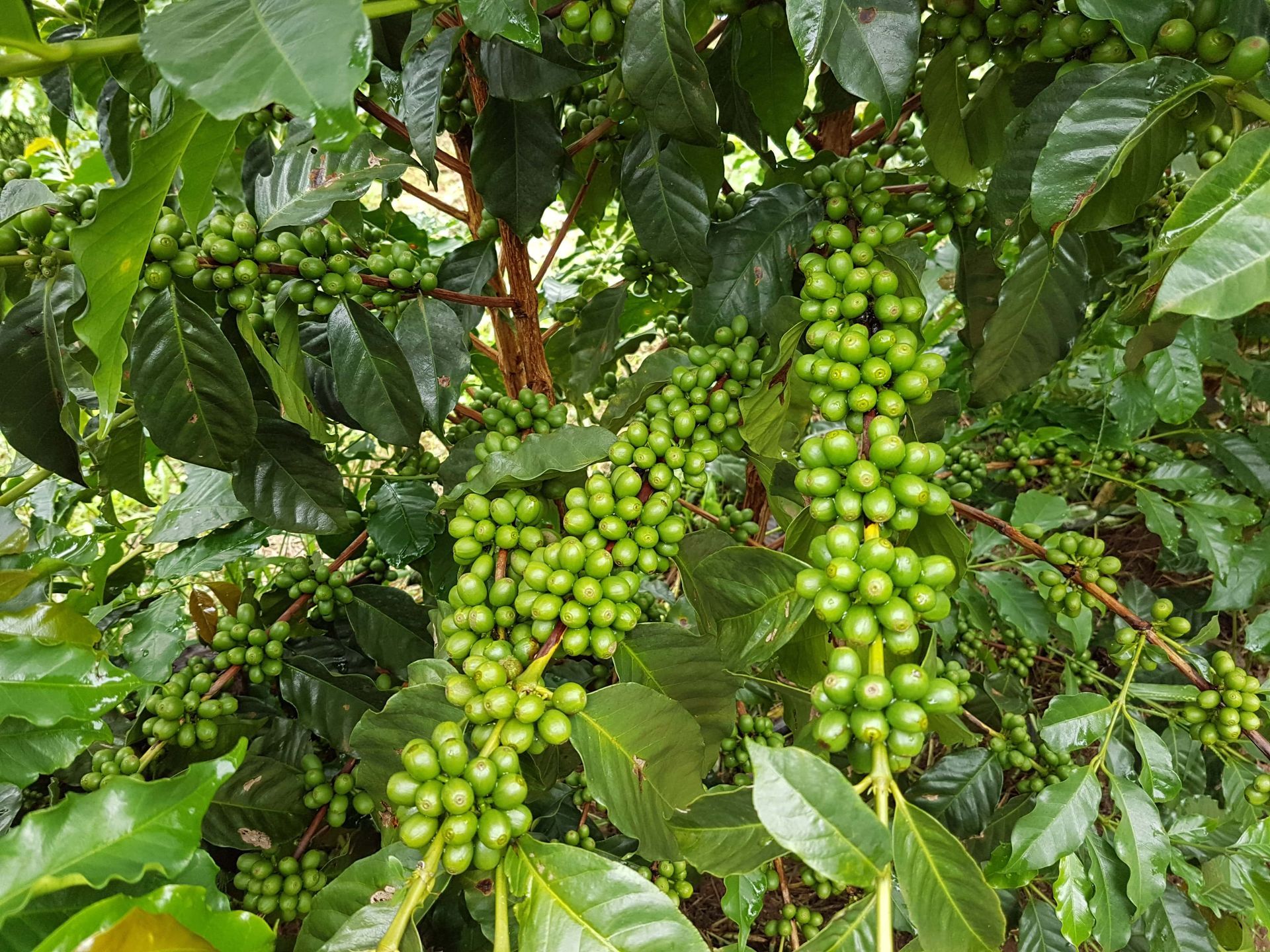 Agricultura Pranica