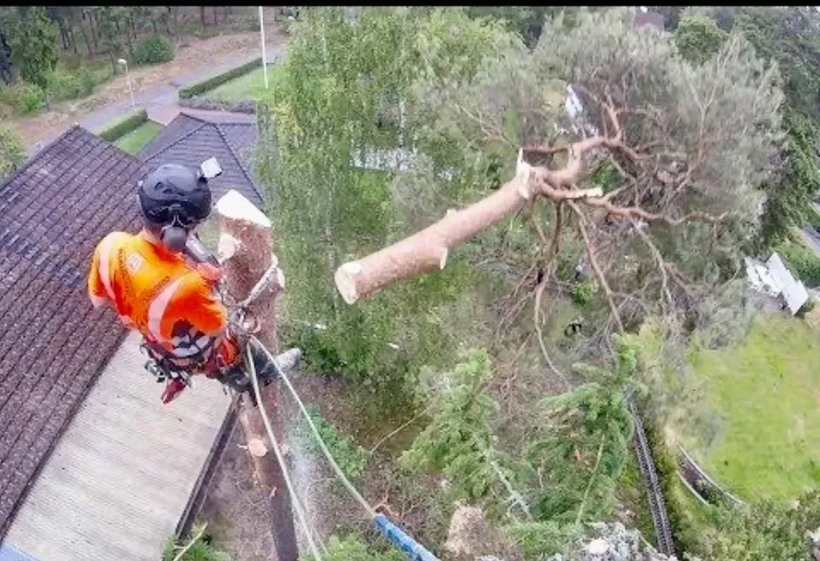 Tree worker in orange gear cutting a large branch beside a roof, with ropes securing the trunk