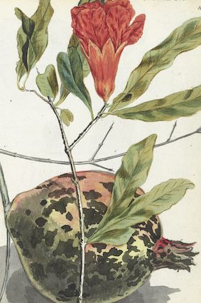 Jan Brandes