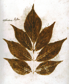 Conrad van Butzbach