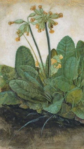 Albrecht Dürer