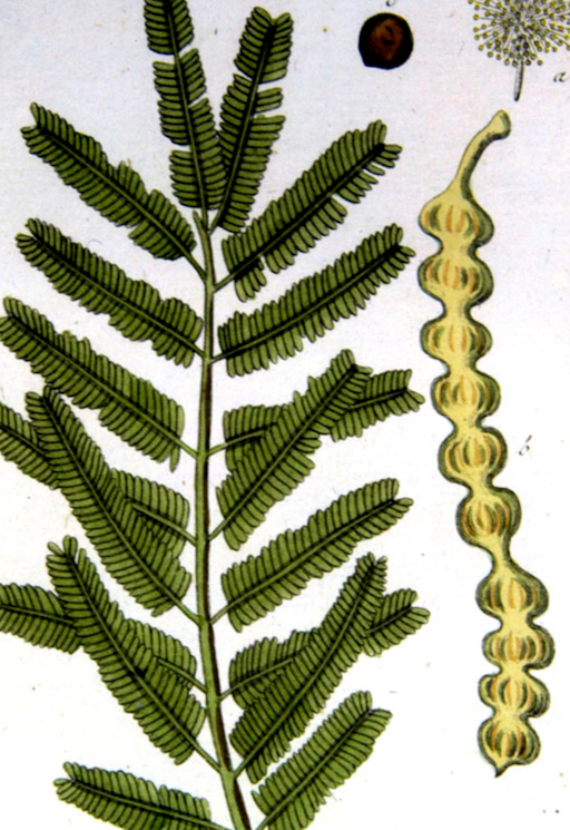 Rembertus Dodonaeus