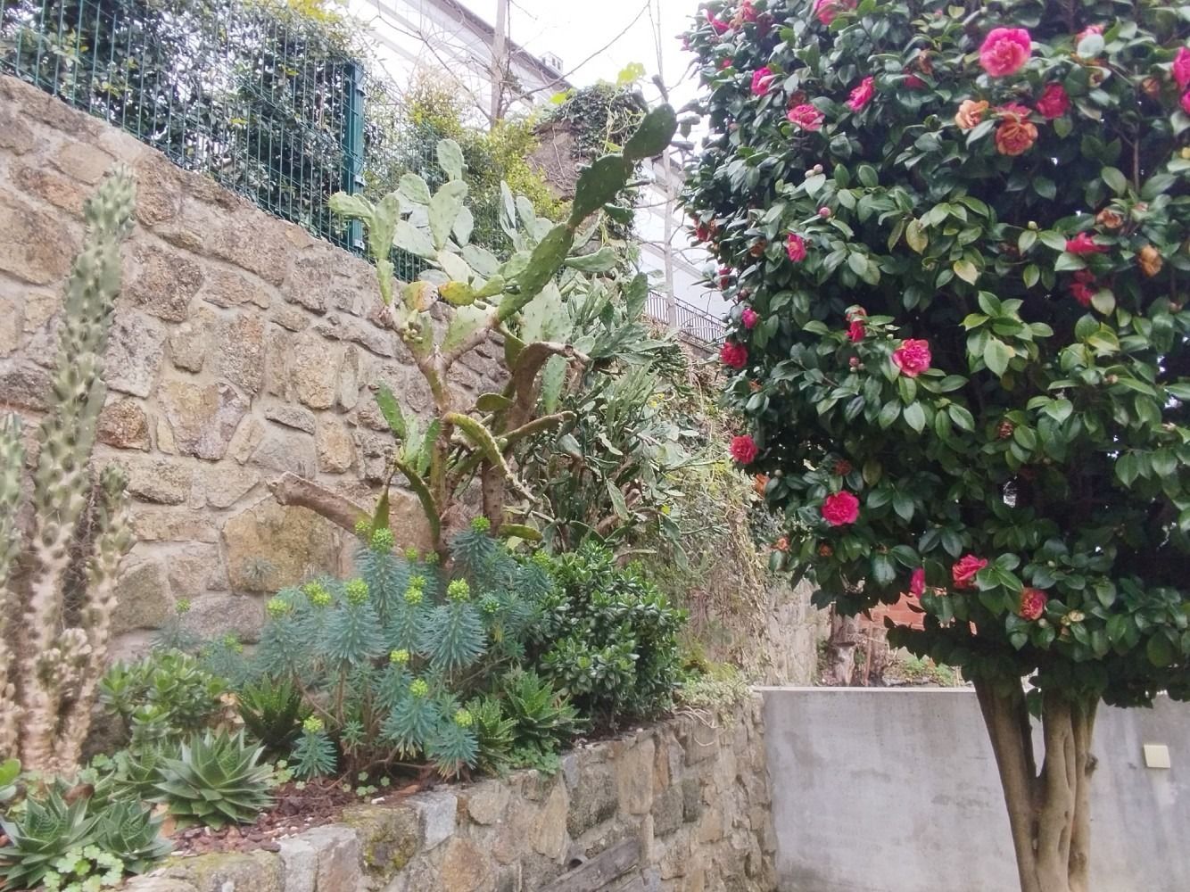 Stone garden wall with flowering shrubs, a tree, and a path in a courtyard.