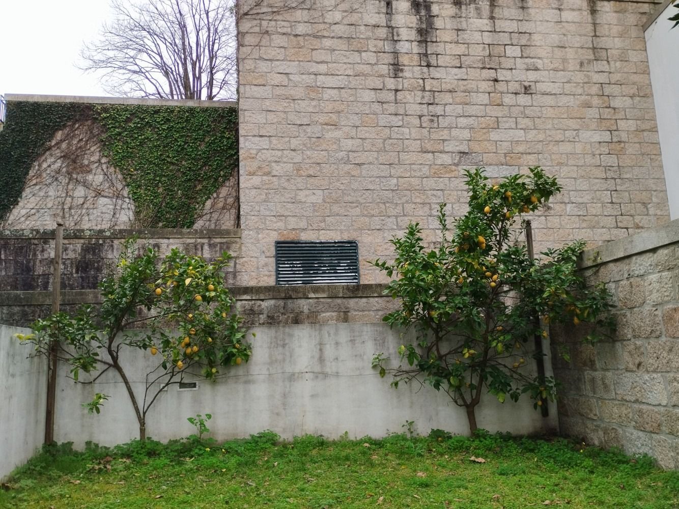 Stone wall and small garden in front of an old ivy-covered building.