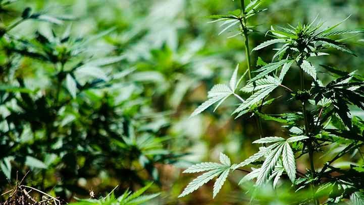 Cannabis now legal in California