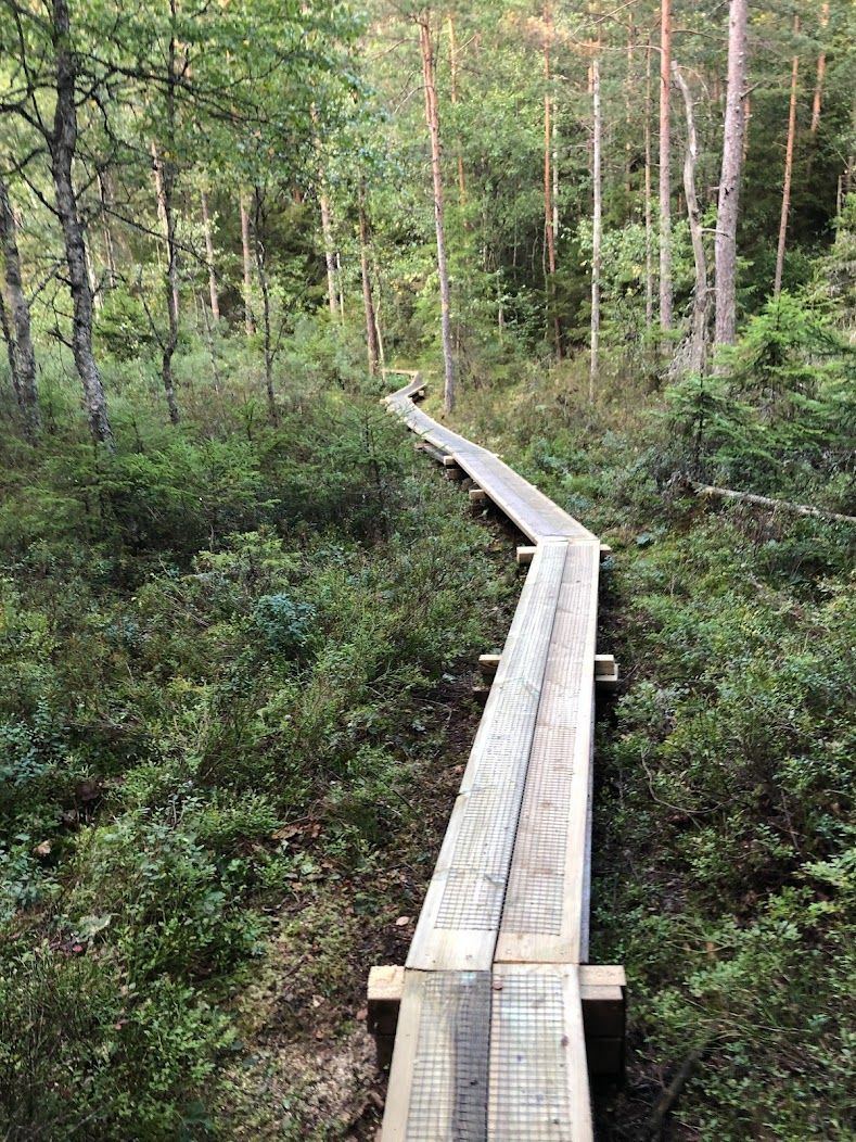 A wooden walkway in the middle of a forest.