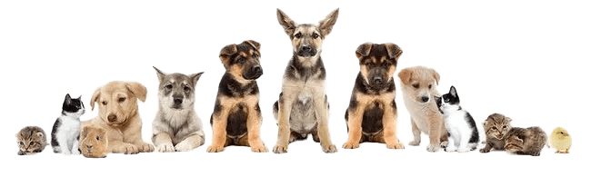 HOSPITAL VETERINARIO BORGES