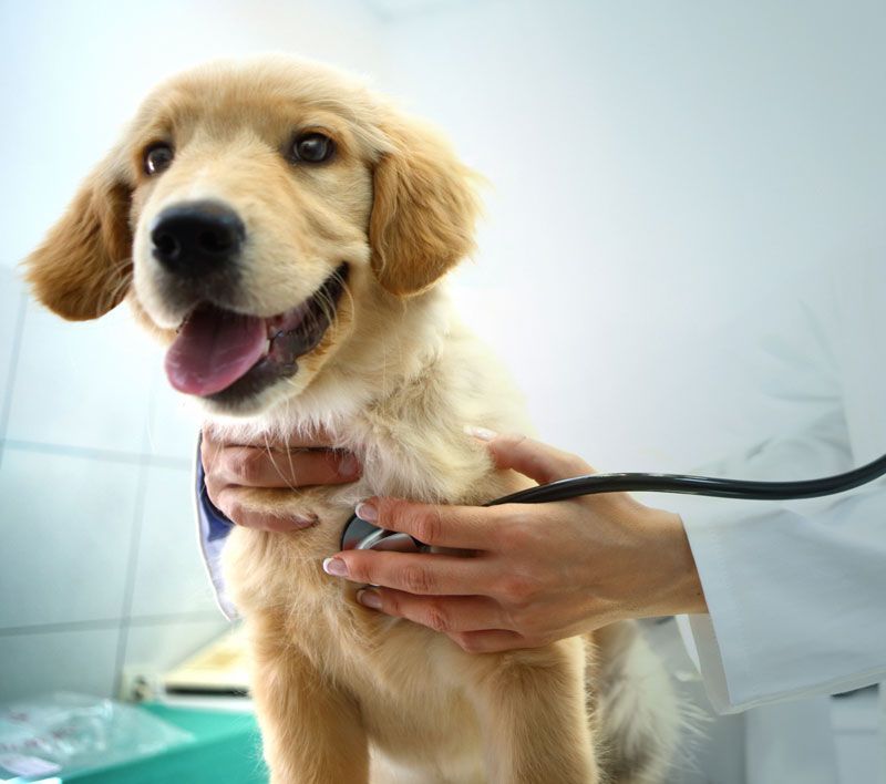 HOSPITAL VETERINARIO BORGES