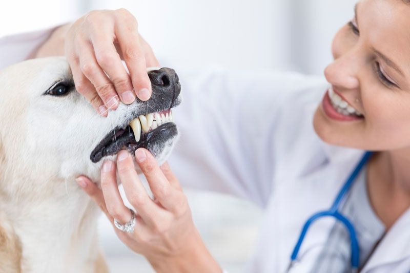 HOSPITAL VETERINARIO BORGES