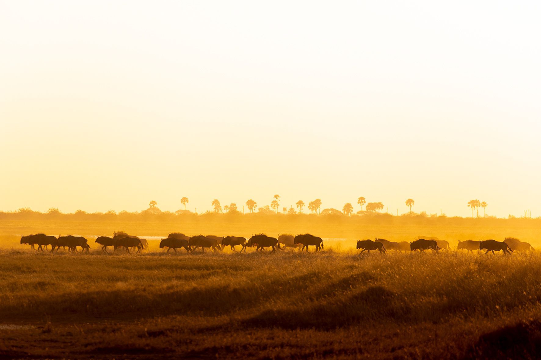 A herd of elephants are walking through a field at sunset.
Botswana offers pristine wilderness—iconic wildlife, the Okavango Delta, endless horizons, and deep cultural roots all in one extraordinary destination.
Explore Botswana with Africa DMC’s trusted network for your local tour operator and travel agent.
