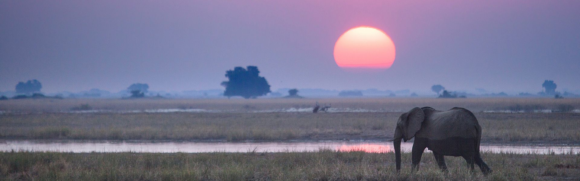 An elephant is walking through a field at sunset.