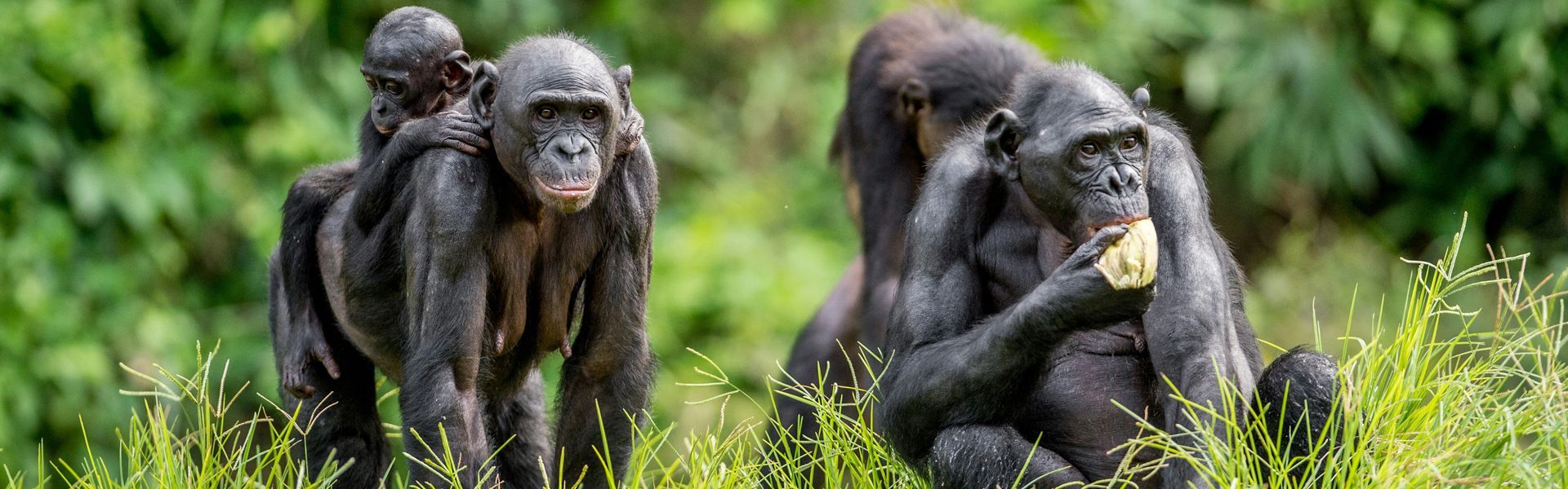 A group of gorillas standing next to each other in the grass.
