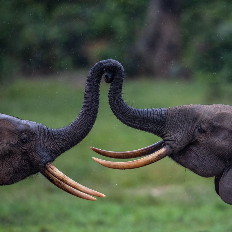 Forest elephants meetign trunks in Shanga Dzangha.
The Central African Republic reveals untouched natural beauty—lush rainforests, rare wildlife, vibrant rivers, and authentic cultural experiences all in one unique destination.
Travel with Africa DMC’s trusted network for your local tour operator and travel agent to uncover the CAR’s hidden wonders.